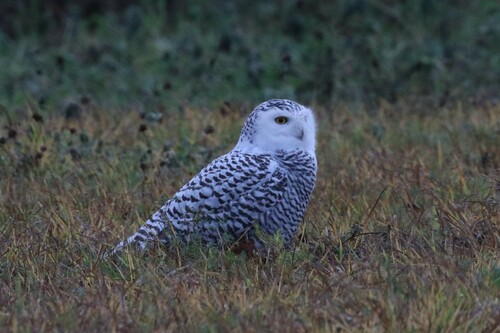 Búho nival (Bubo scandiacus)