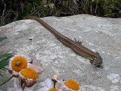 Takydromus formosanus