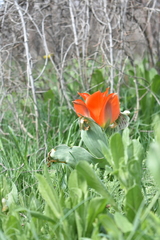 Tulipa greigii