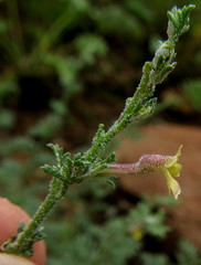 Jamesbrittenia pristisepala