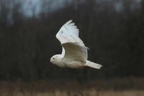 Búho nival (Bubo scandiacus)