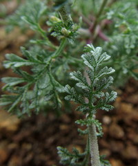 Jamesbrittenia pristisepala