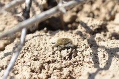 Tropinota turanica