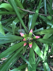 Nidularium innocentii