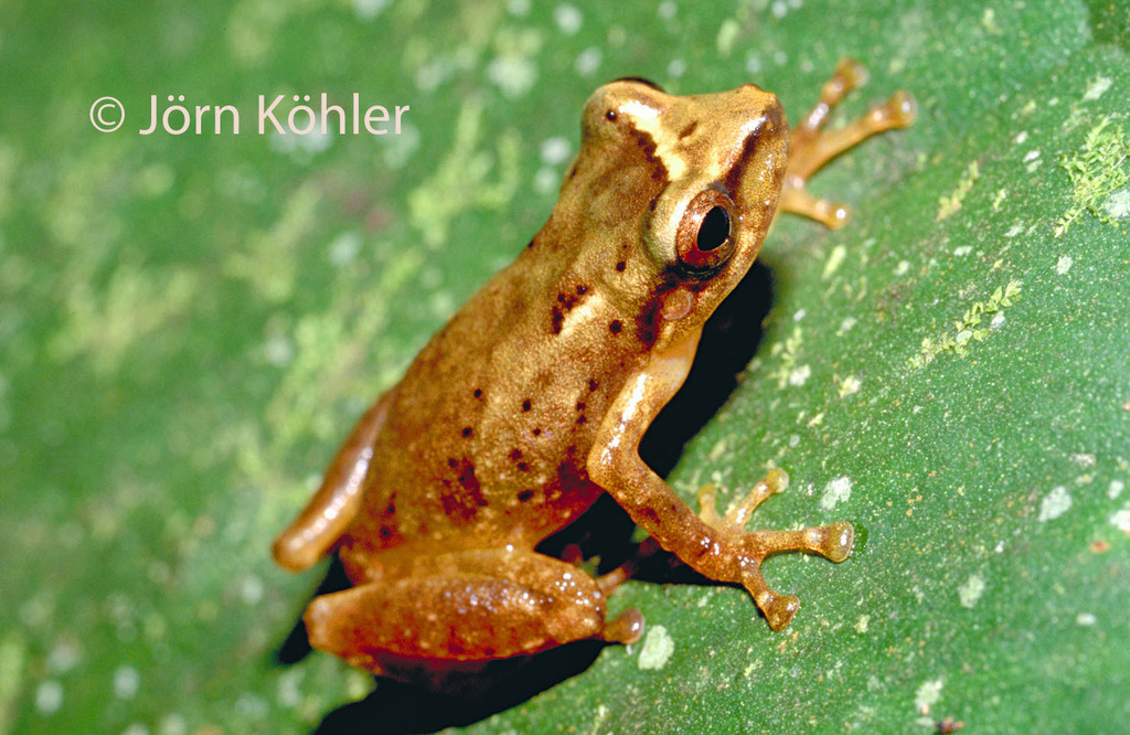 Olive Robber Frog