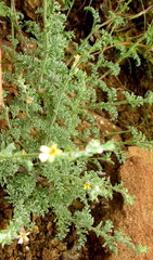 Jamesbrittenia pristisepala