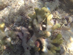 Porites porites