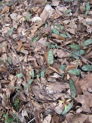 Erythronium umbilicatum