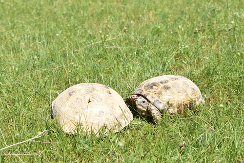 Afghan Tortoise