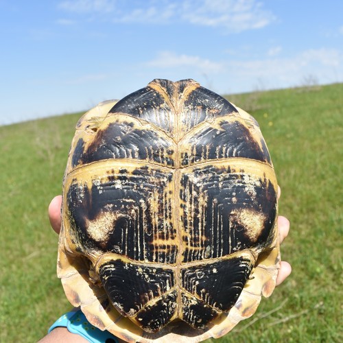 Afghan Tortoise
