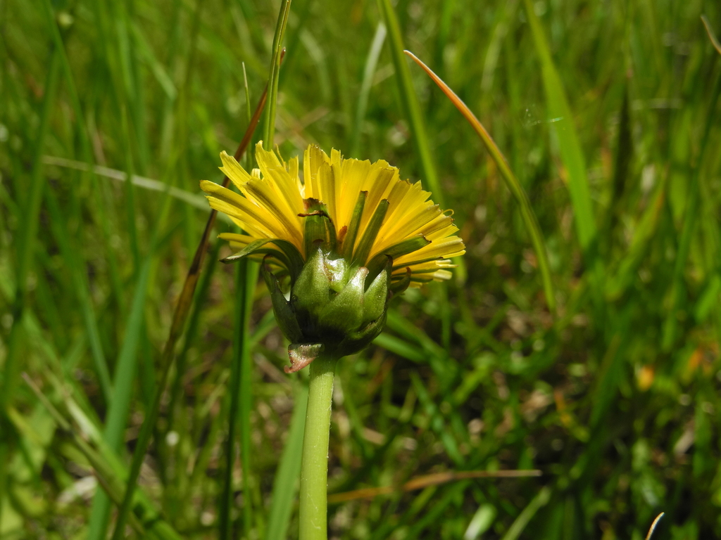Taraxacum udum