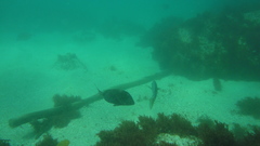 Diplodus