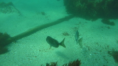 Diplodus