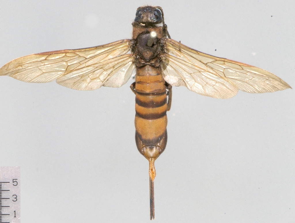 Urocerus koshunus
