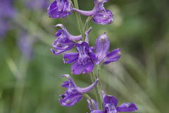 Delphinium parryi