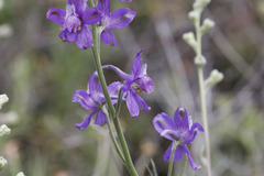 Delphinium parryi