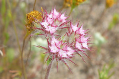 Chorizanthe douglasii