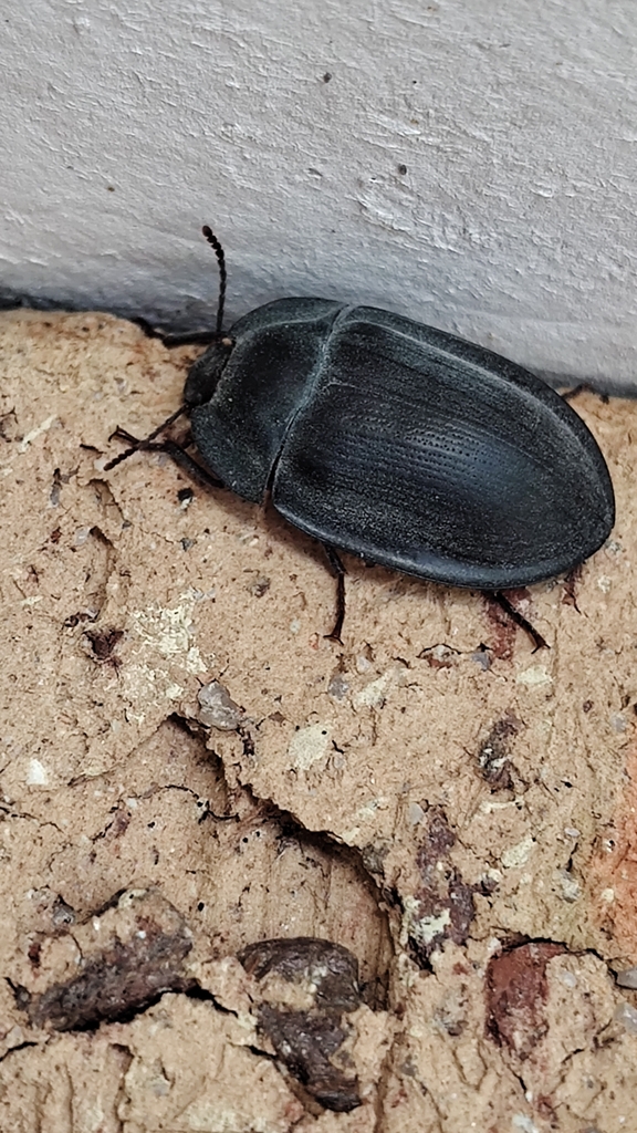 blue piedish beetles from Woodridge WA 6041, Australia on November 14