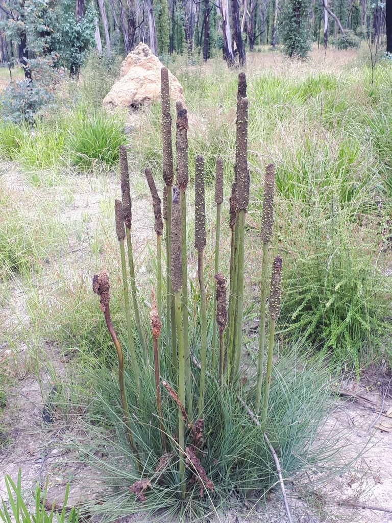 Xanthorrhoea concava