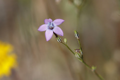 Gilia tenuiflora