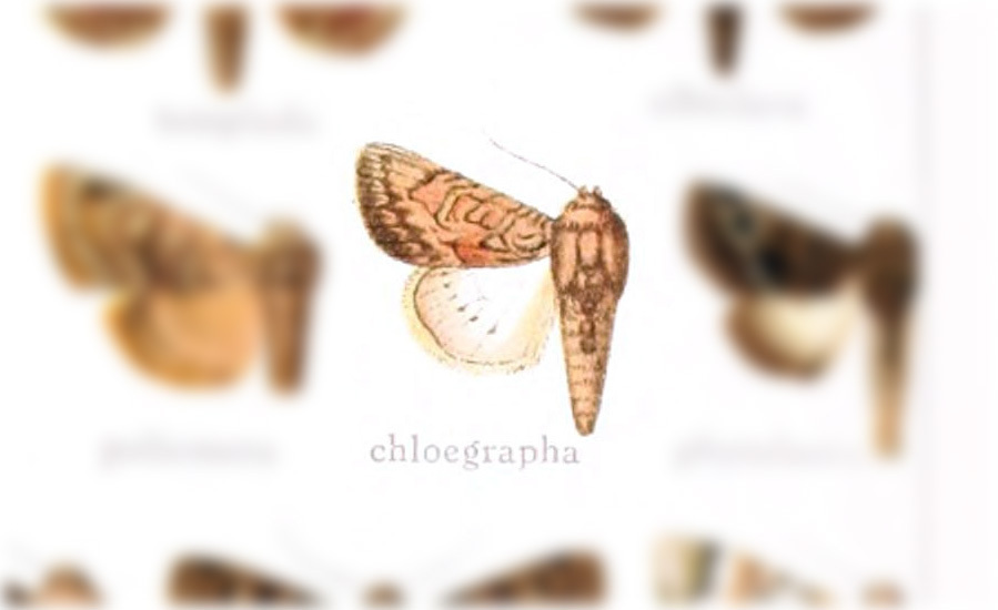 Acroria chloegrapha