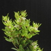 Psoralea polyphylla - Photo (c) elliegoossens, algunos derechos reservados (CC BY-NC)