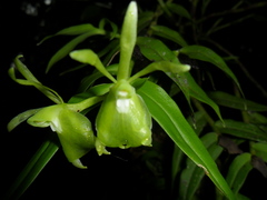 Epidendrum falcivesicicaule