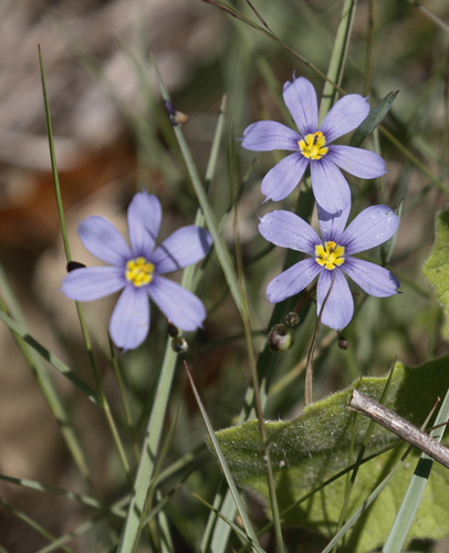 wiry blue-eyed grass (Sisyrinchium biforme)