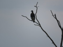 Haliaeetus ichthyaetus