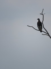 Haliaeetus ichthyaetus
