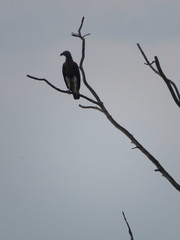 Haliaeetus ichthyaetus