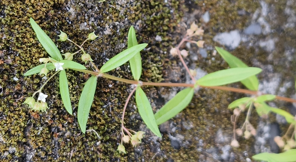 Old World Diamond Flower from 605台灣嘉義縣阿里山鄉79 on November 14, 2023 at 03