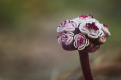 Euphorbia radians