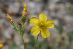 Mentzelia gracilenta