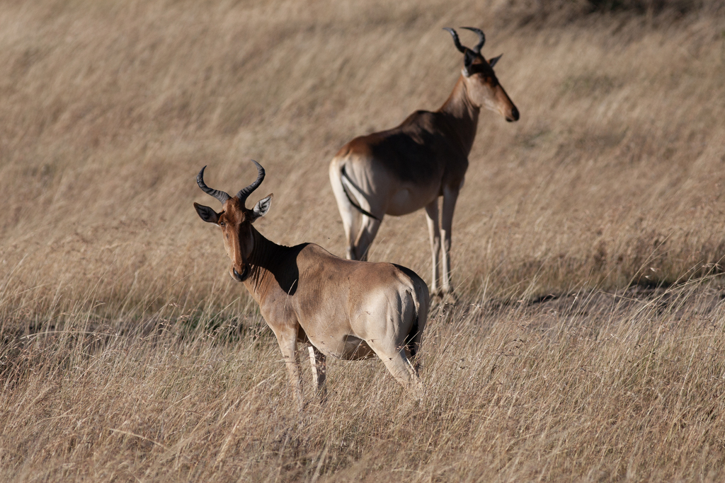 Coke’s hartebeest, Mara, Kenya, photographed by Burak Doğansoysal