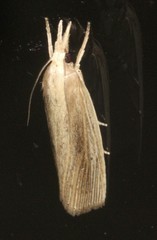Calamotropha leptogrammellus