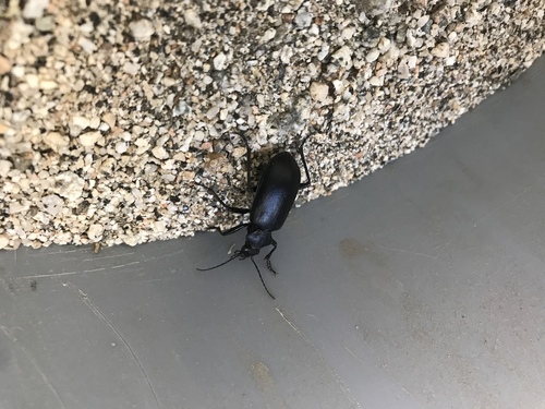 iNaturalist observation photo of Caterpillar-hunter Beetles