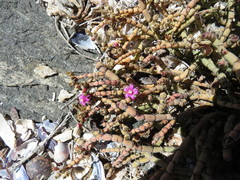 Mesembryanthemum dinteri