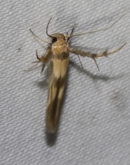 Stathmopoda pantarches