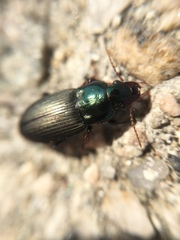 Harpalus