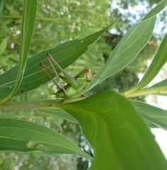 Sepiana sepium