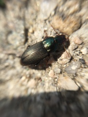 Harpalus