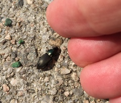 Harpalus
