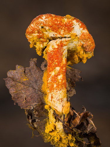 Hypomyces chrysospermus
