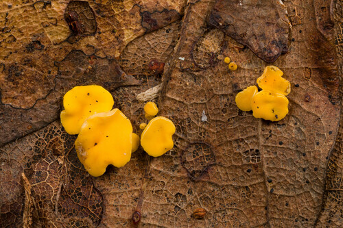 Hymenoscyphus epiphyllus