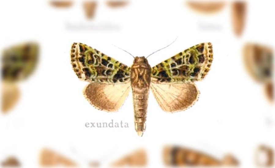 Heterochroma exundata