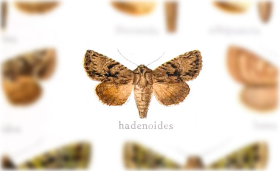 Heterochroma hadenoides
