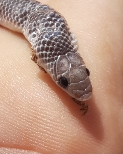 Somali Shovelsnout Snake