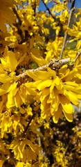 Forsythia viridissima