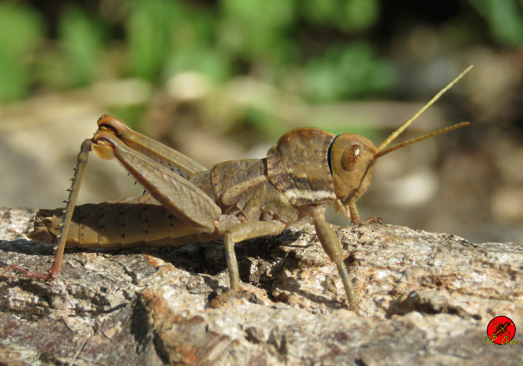 Acinipe tibialis